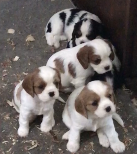cockalier puppies for sale